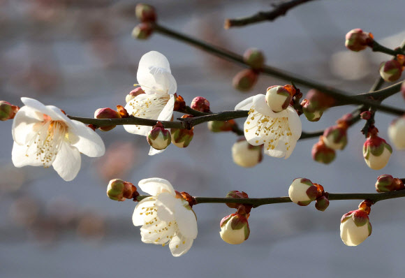전국적으로 한파가 지속된 26일 부산 수영구 한 주택가에 매화꽃이 꽃망울을 터뜨려 봄소식을 전하고 있다. 2026.1.26 연합뉴스