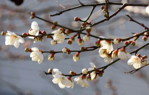 전국적으로 한파가 지속된 26일 부산 수영구 한 주택가에 매화꽃이 꽃망울을 터뜨려 봄소식을 전하고 있다. 2026.1.26 연합뉴스