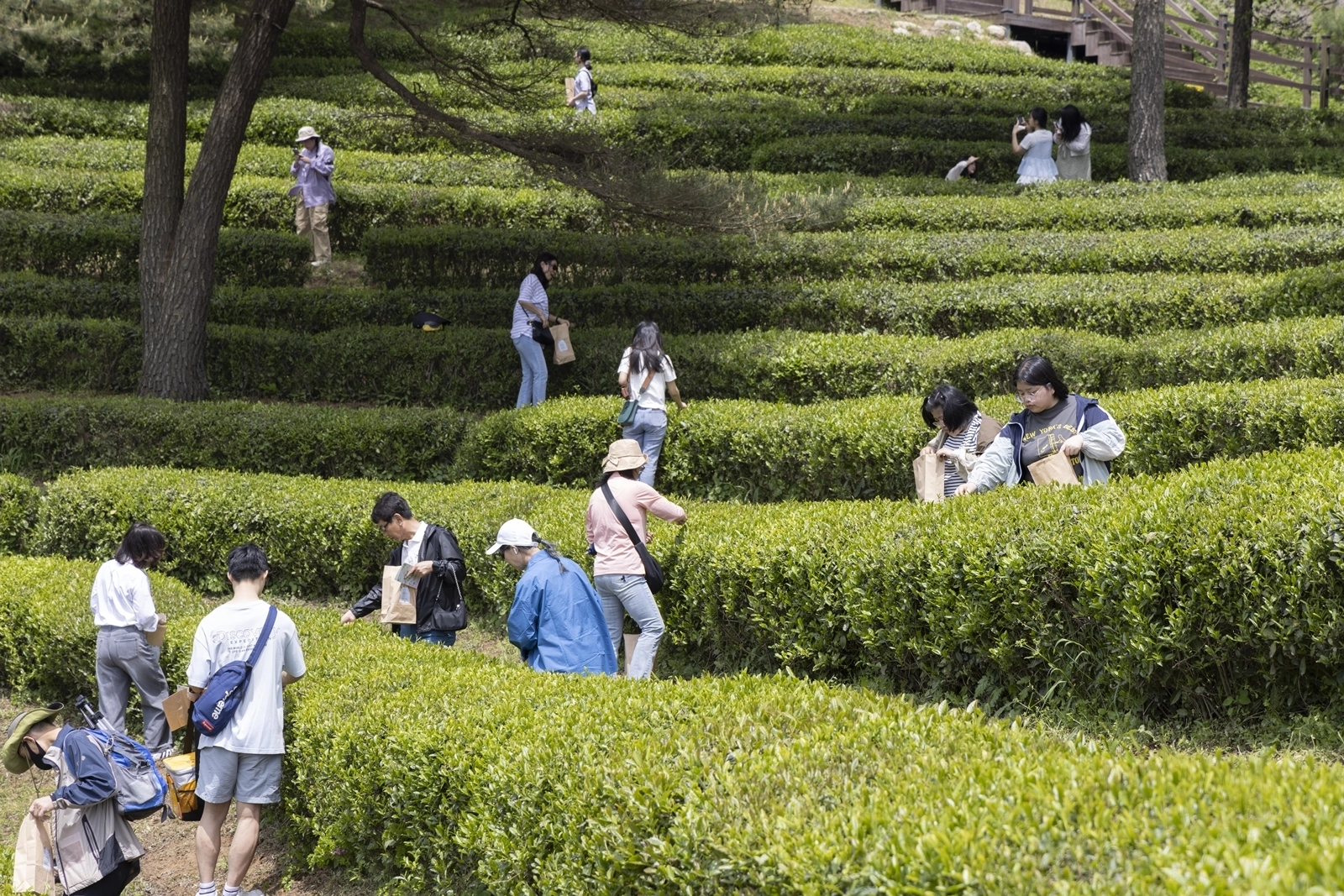 지난해 5월 열린 제48회 보성다향대축제