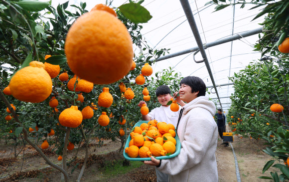27일 경남 함양군 지곡면 남효마을 금수강산 농원에서 전희주씨 가족이 설 대목을 앞두고 겨울 햇살을 머금고 잘 익은 황금빛 한라봉을 수확하고 있다. 2026.1.27  경남 함양군 제공