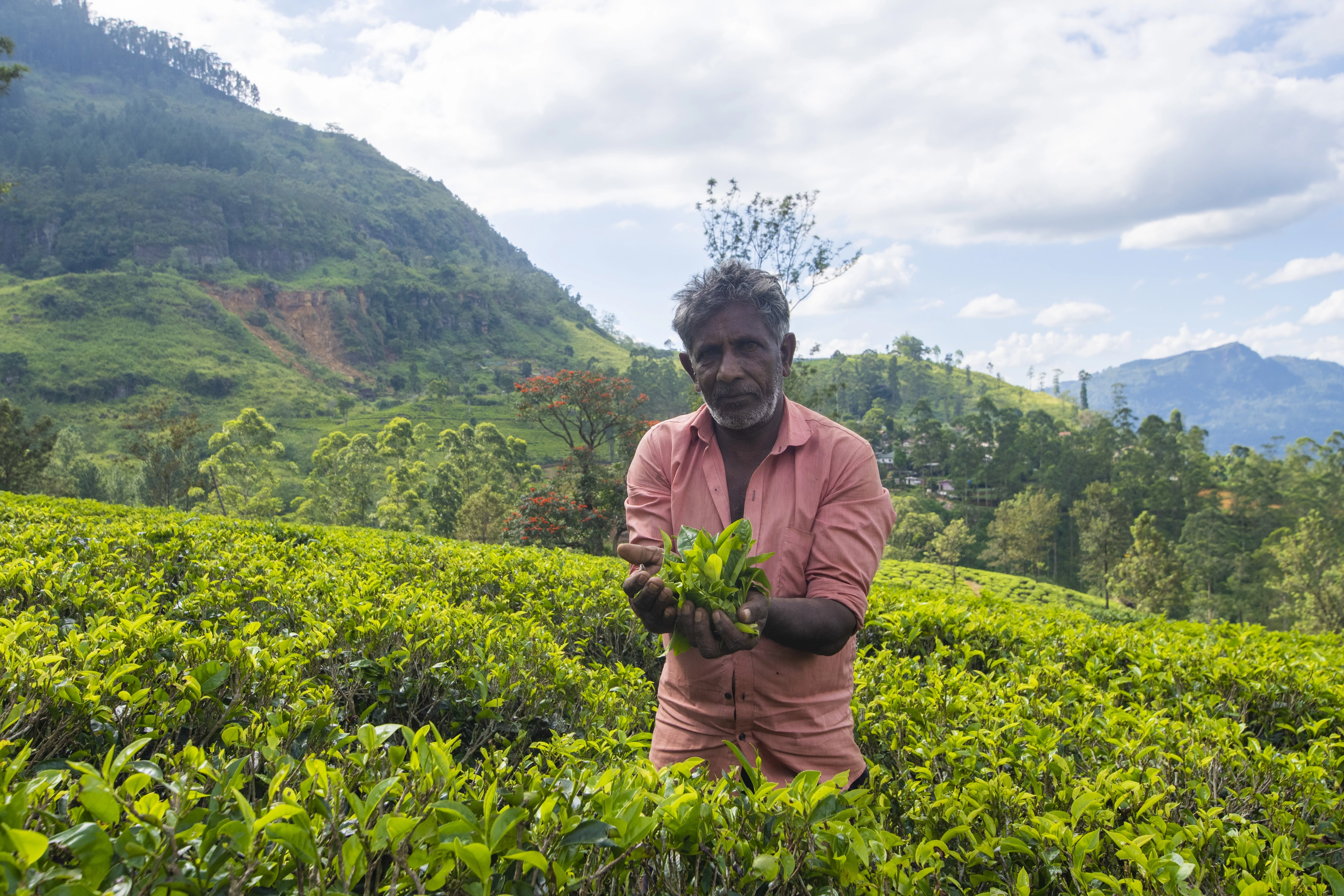 스리랑카 차밭에서 찻잎 따기 시범을 보여 준 현지인.