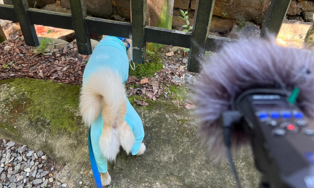 대전 사운드 워킹 참여 사진. 펫트워크 제공