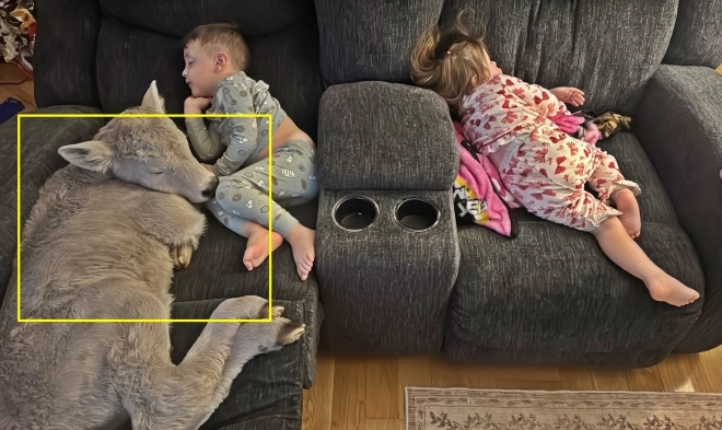 24일(현지시간) 미국 켄터키주 마운트 스털링에서 혹한 속에 태어난 송아지가 주인집 거실 소파 위에서 아이들과 잠들어 있다. 2026.1.24 켄터키 AP 연합뉴스(메이시 소렐 제공)