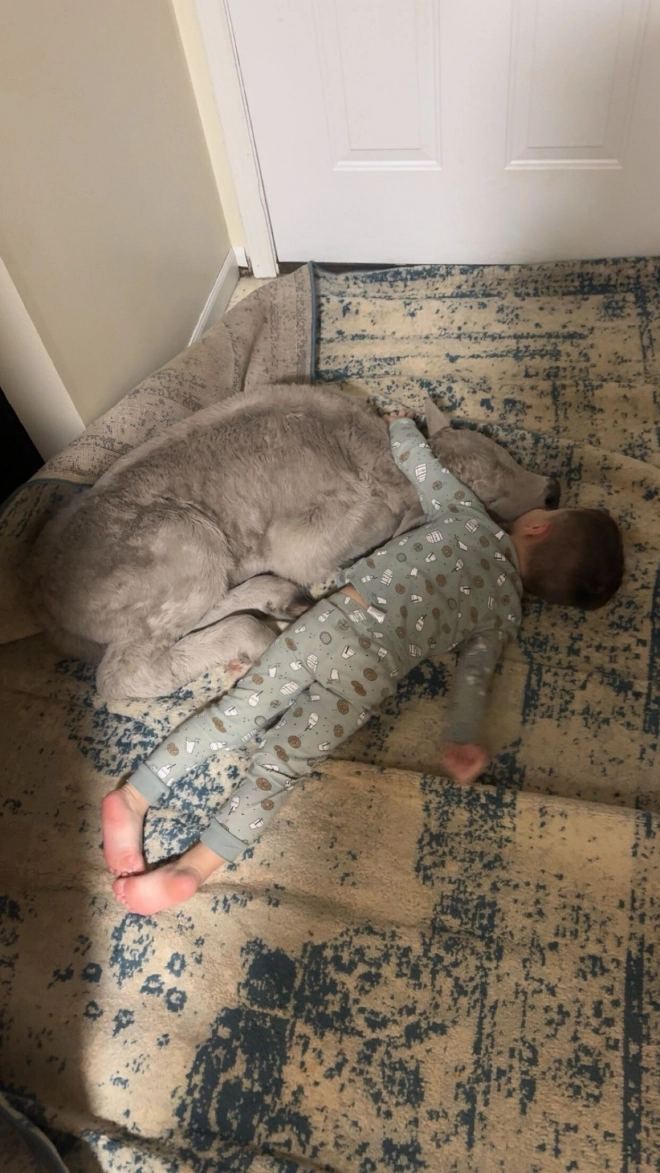 24일(현지시간) 미국 켄터키주 마운트 스털링의 한 목장주 부부 태너 소렐과 메이시 소렐이 혹한 속에 태어난 송아지를 집안으로 들이자, 송아지는 주인집 3살 아들 그레고리 소렐과 함께 누워 몸을 녹이고 있다. 2026.1.24 켄터키 AP 연합뉴스(메이시 소렐 제공)