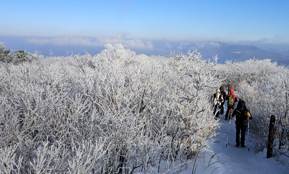 상고대 활짝 핀 태백산