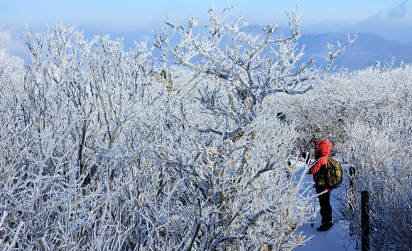 상고대 활짝 핀 태백산