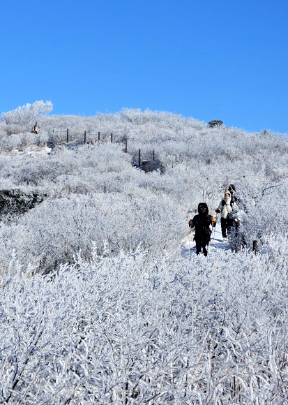 상고대 활짝 핀 태백산