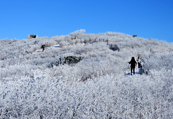 상고대 활짝 핀 태백산