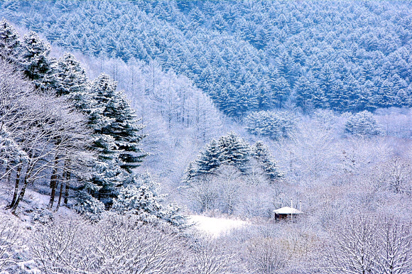 2일 오전 강원 인제군 남면 갑둔리 일명 ‘비밀의 정원’이 전날부터 쏟아진 폭설 이후 순백의 설경을 선사하고 있다. 2026.2.2  인제군 제공