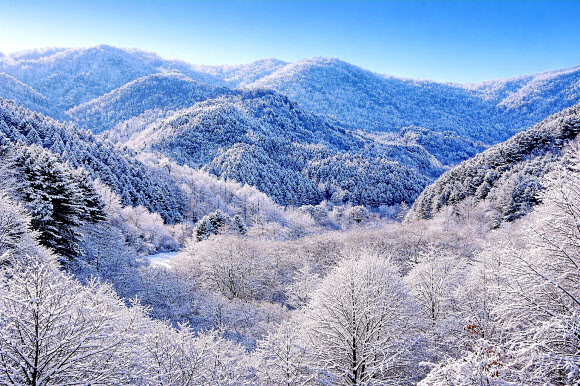 2일 오전 강원 인제군 남면 갑둔리 일명 ‘비밀의 정원’이 전날부터 쏟아진 폭설 이후 순백의 설경을 선사하고 있다. 2026.2.2  인제군 제공