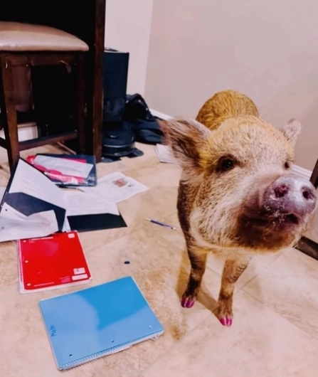 미국에서 한 초등학생이 숙제를 제출하지 못한 이유로 “돼지가 먹었다”고 설명했는데 이는 변명이 아닌 사실로 드러나 웃음을 주고 있다. 인스타그램(@thetinsleyherd) 영상 캡처