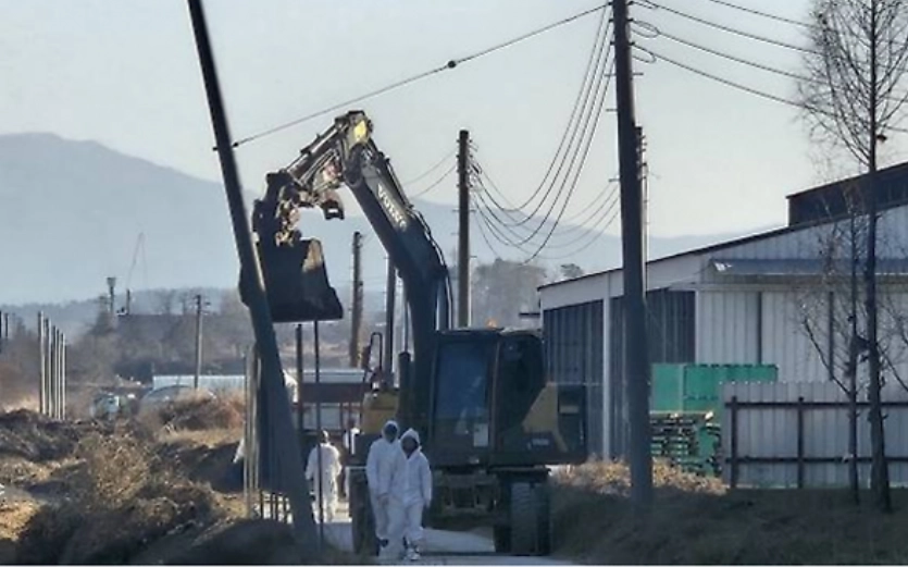 충남의 한 산란계 농장에서 고병원성 조류인플루엔자 의사축이 발견돼 살처분 작업이 진행되고 있다. 서울신문DB
