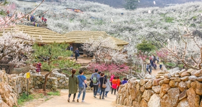 제25회 광양매화축제 3월 13일 개막 열흘간 화려한 대장정을 올린다.