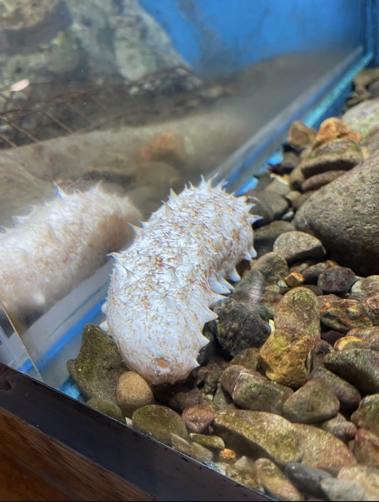 일본에서 ‘10만 마리 중 1마리꼴’로 태어난다는 몸통이 전부 하얀색인 일명 ‘백해삼’이 발견돼 화제다. 오사카나관 인스타그램 캡처