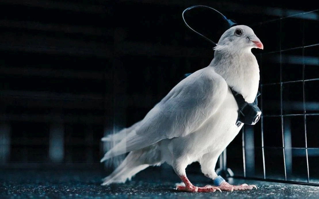 러시아 모스크바 소재 신경기술 스타트업 ‘네이리 그룹’은 살아있는 비둘기의 뇌에 신경 칩을 이식해 원격으로 조종하는 ‘사이보그 비둘기 드론’을 개발하고 있다. 네이리 그룹 자료