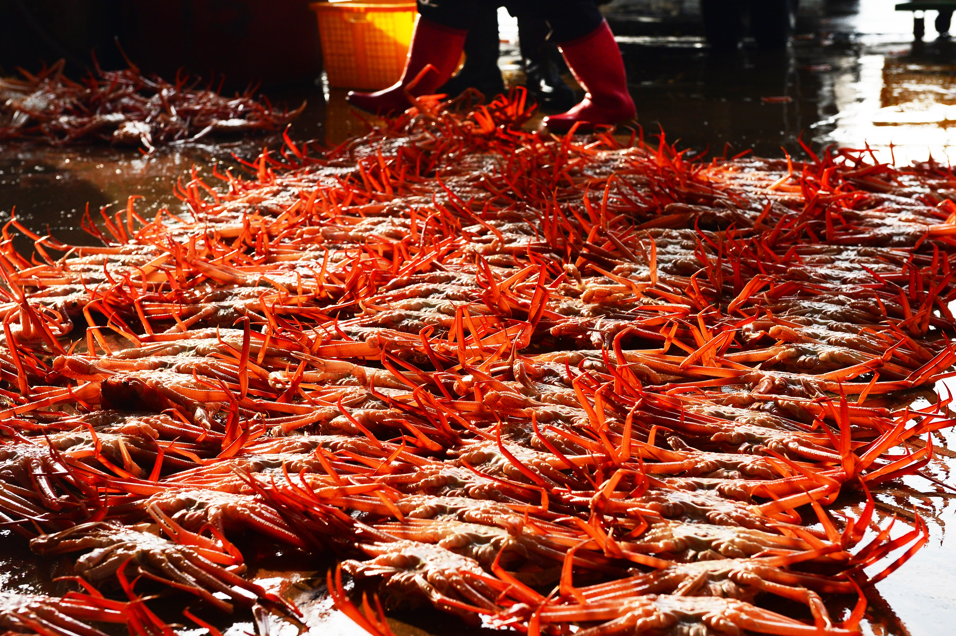 이른 아침 후포 위판장의 대게 경매 장면.