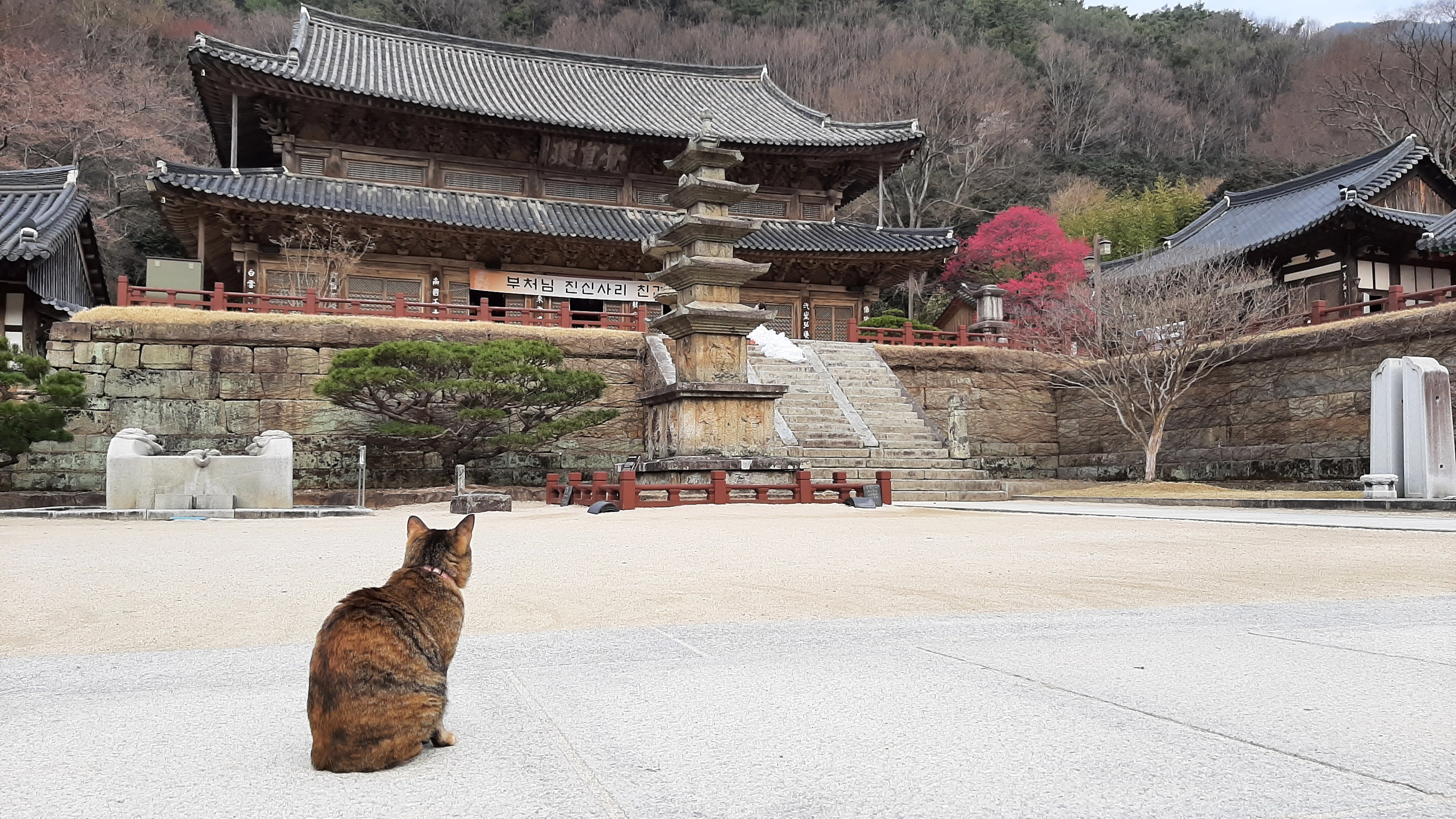 화엄사가 오는 27일부터 3월 29일까지 홍매화∙들매화 프로사진 및 휴대폰 카메라사진 콘테스트를 개최한다.