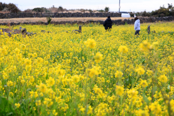 6일 오전 제주 서귀포시 성산읍 고성리를 찾은 관광객이 노랗게 물든 유채밭을 둘러보고 있다. 2026.2.6  연합뉴스