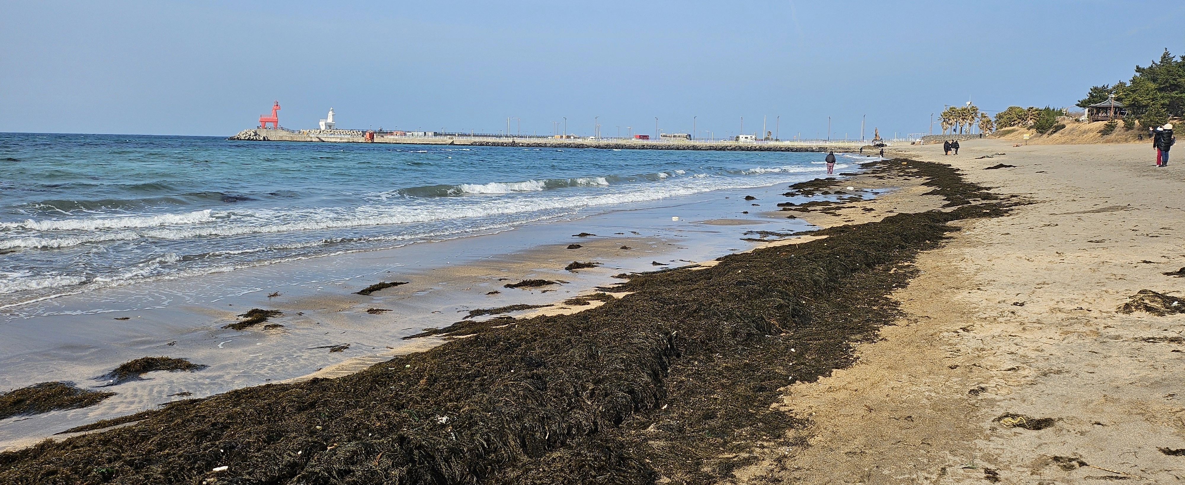 이호테우해수욕장을 뒤덮은 괭생이모자반으로 인해 관광객들과 어싱을 즐기던 시민들의 모습이 거의 보이지 않는다. 제주 강동삼 기자