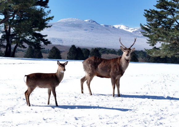 한라산 설원의 꽃사슴들