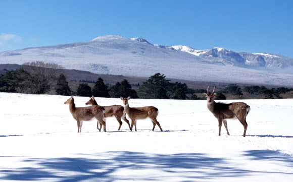 한라산 설원의 꽃사슴들