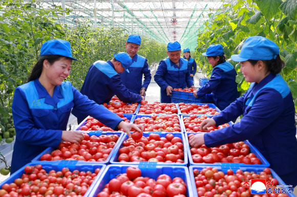 북한 신의주온실종합농장이 준공 후 첫 남새(채소)를 수확해 토마토·고추·오이·배추 등을 시안의 상업봉사단위와 애육원·초등학원·중등학원에 공급했다고 조선중앙통신이 9일 보도했다. 2026.2.9. 평양 조선중앙통신 연합뉴스