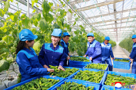 북한 신의주온실종합농장이 준공 후 첫 남새(채소)를 수확해 토마토·고추·오이·배추 등을 시안의 상업봉사단위와 애육원·초등학원·중등학원에 공급했다고 조선중앙통신이 9일 보도했다. 2026.2.9. 평양 조선중앙통신 연합뉴스