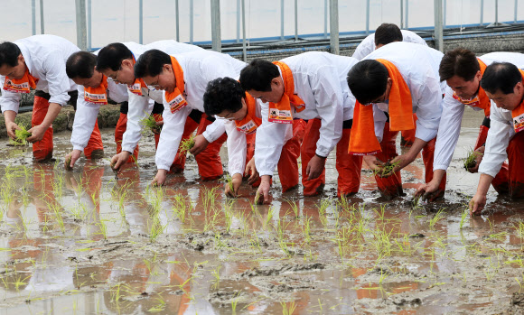 10일 경기도 이천시 호법면 안평리 비닐하우스 논에서 열린 ‘임금님표 이천 쌀 첫 모내기 행사’에서 참석자들이 모를 심고 있다. 2026.2.10  연합뉴스