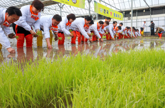 10일 경기 이천시 호법면 안평리 비닐하우스 논에서 열린 ‘임금님표 이천 쌀 첫 모내기 행사’에서 참석자들이 모를 심고 있다. 2026.2.10  공동취재
