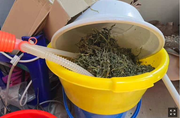 화성시 한 빌라에서 재배된 대마(마약범죄 정부합동수사본부 제공)