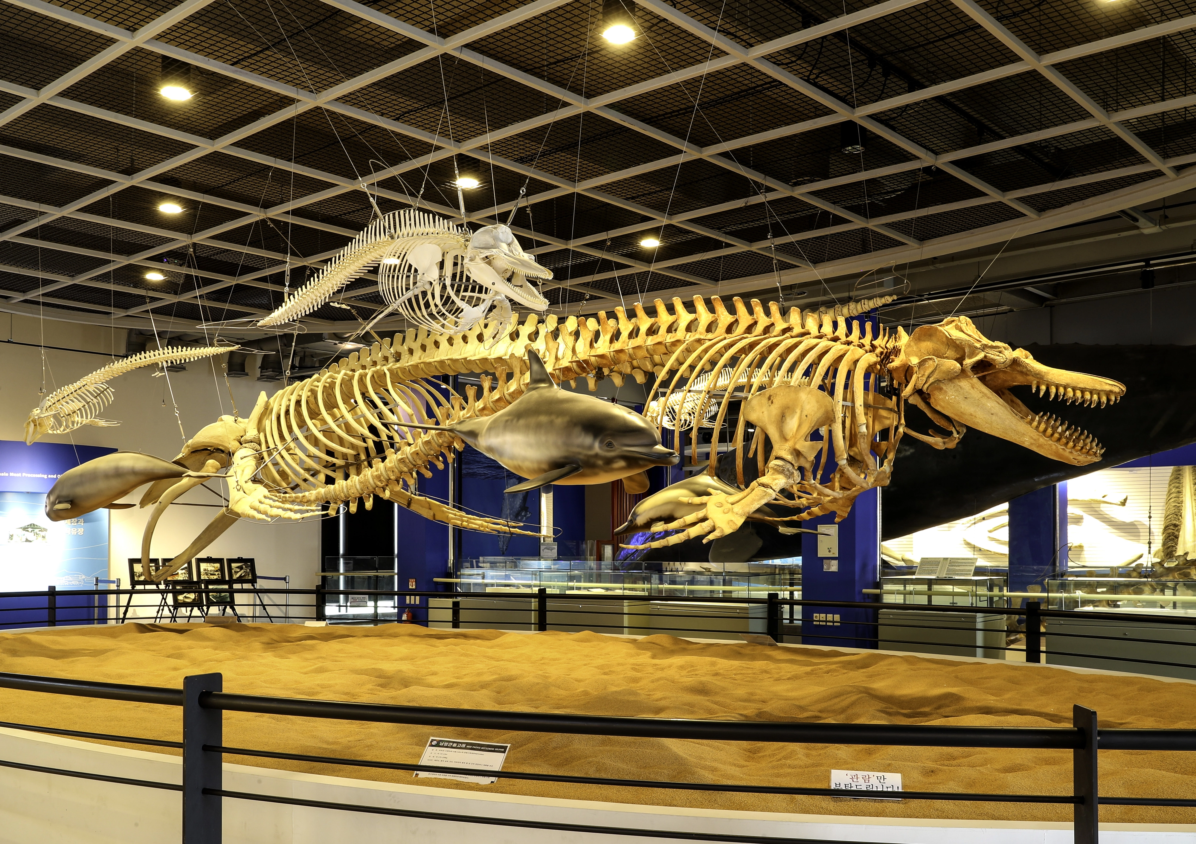 울산 남구 고래박물관에 전시된 대형 혹등고래뼈. 서울신문DB