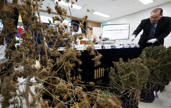 도심과 주택가 한가운데에 전문 대마 재배시설을 설치해 대량의 대마를 재배 및 유통한 일당이 구속돼 재판에 넘겨졌다. 이들은 대마 재배를 위해 온실과 LED 조명 기구 등 장비를 갖추고 수사기관의 단속을 피하려고 외부 감시용 CCTV까지 설치하며 장기간 대마를 재배해 온 것으로 드러났다. 마약범죄 정부합동수사본부(마약합수본)는 마약류관리에 관한 법률 위반(대마) 등 혐의로 A(43)씨와 B(41·중앙아시아 국적)씨 등 4명을 구속 기소했다고 12일 밝혔다. 사진은 대마 재배 장비와 건대마 등 압수품. 2026.2.12. 연합뉴스