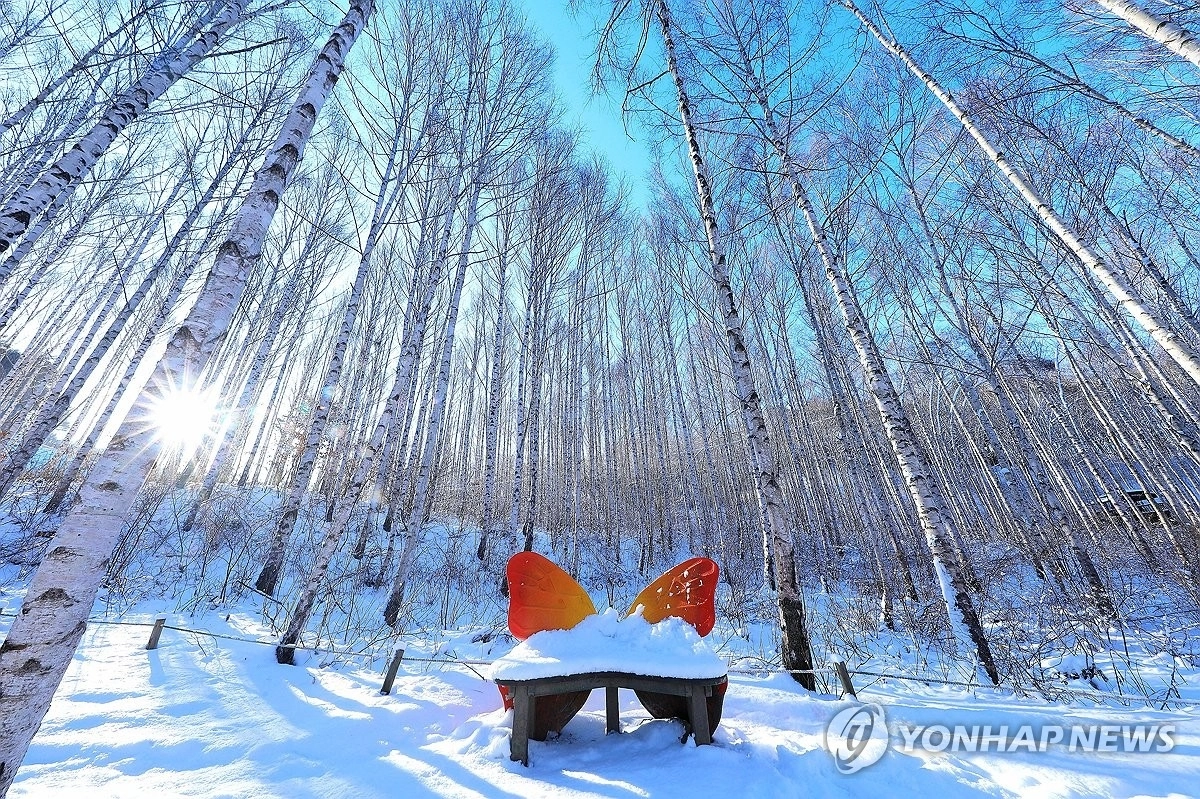 겨울 햇살 쏟아지는 인제 자작나무숲. 연합뉴스