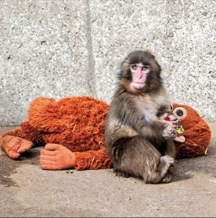 엄마 대신 인형을 끌고 다니는 새끼 원숭이 펀치. 엑스(X·옛 트위터) 캡처