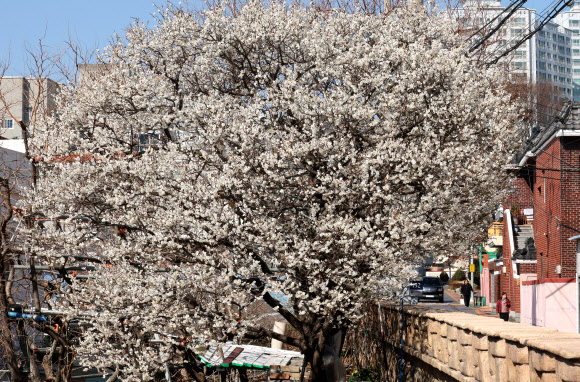 절기상 우수(雨水)인 19일 부산 수영구의 한 주택가에 매화가 활짝 펴 시민들의 눈길을 사로잡고 있다. 2026.2.19  연합뉴스