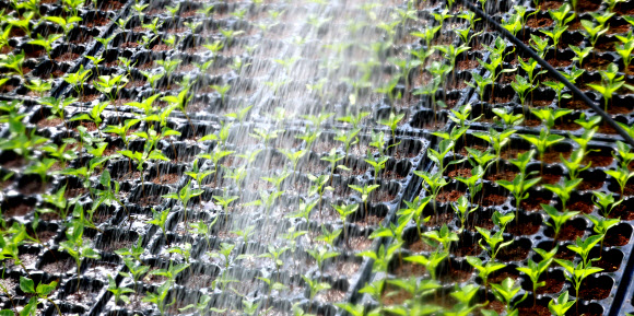 절기상 우수(雨水)인 19일 인천 남동구 한 육묘장 온실에서 자라고 있는 고추 모종들이 직원이 뿌려주는 물을 맞고 있다. 2026.2.19  연합뉴스
