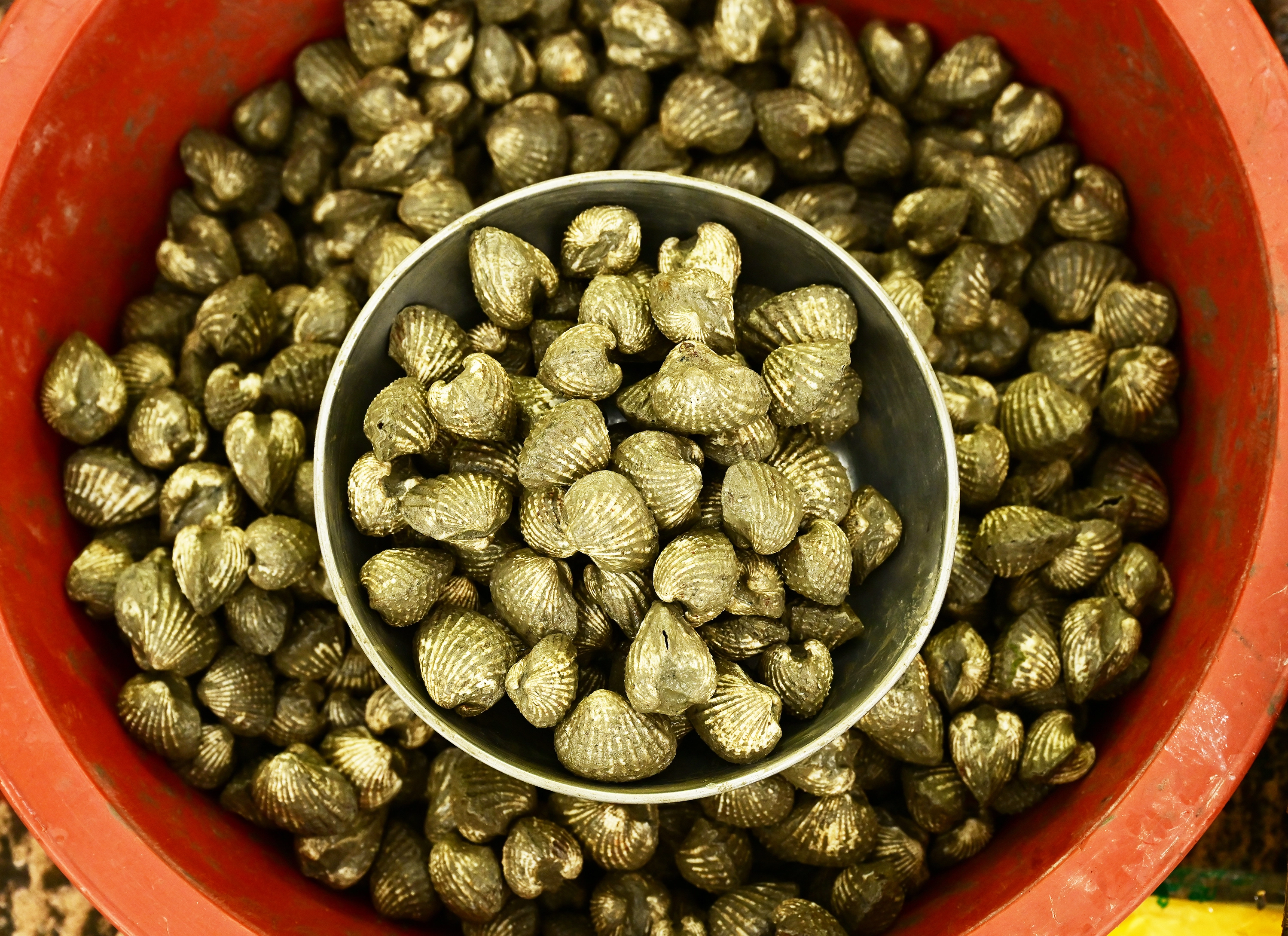 전남 장흥군 읍내 토요시장에서 만난 제철 먹거리, 먹음직스러운 참꼬막.