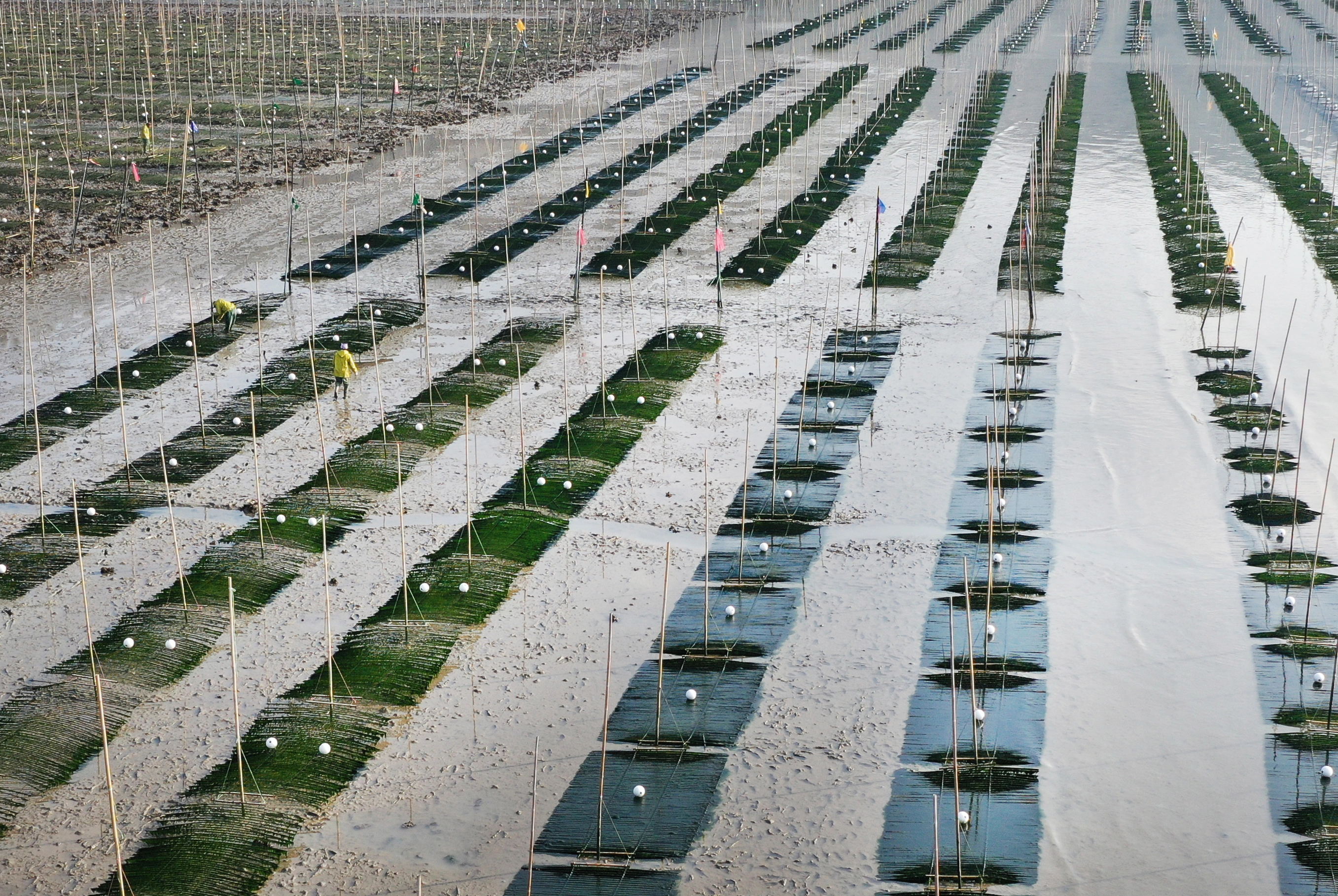 내저마을 매생이밭.