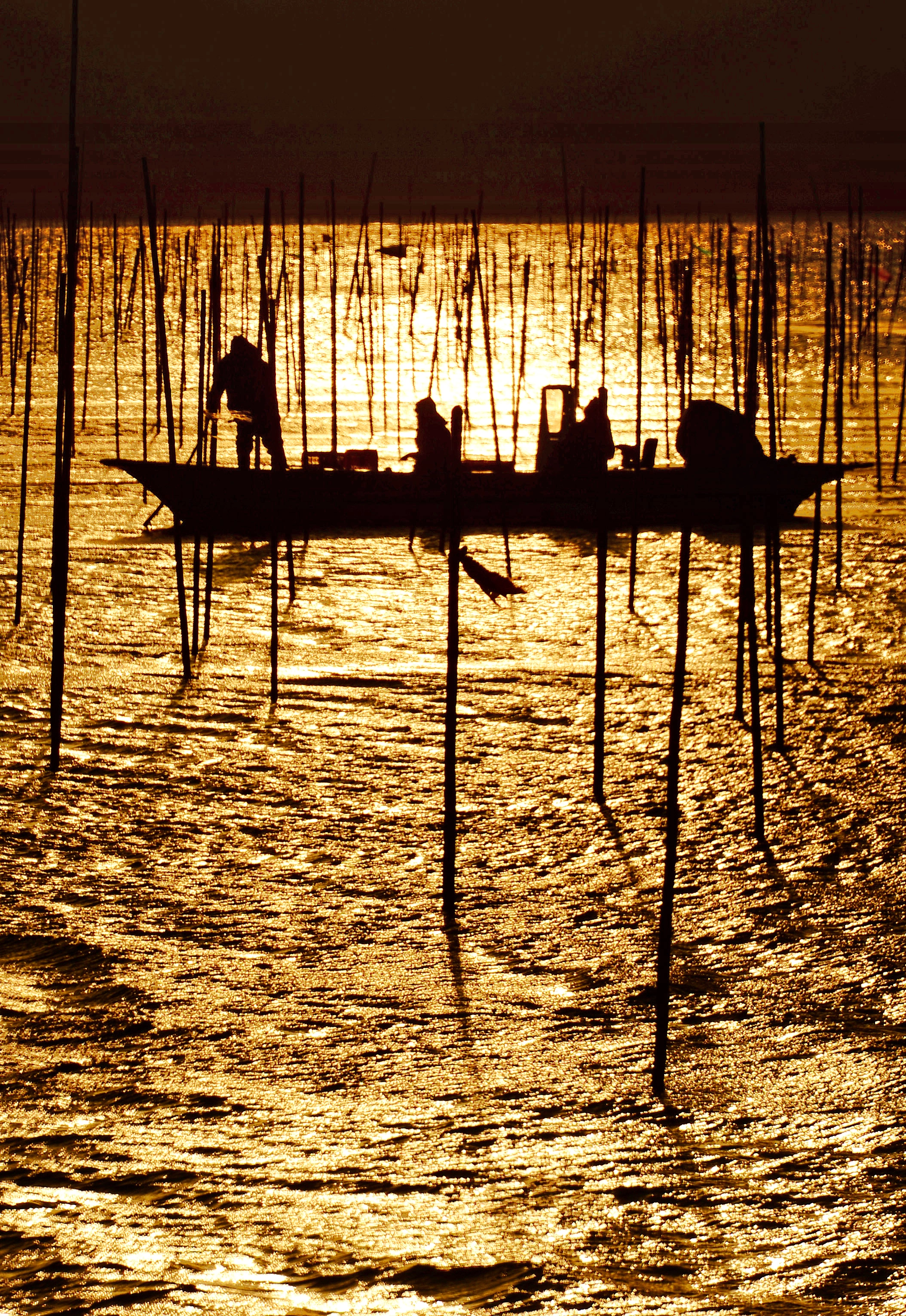 내저마을 매생이를 채취하는 주민들 모습이다.