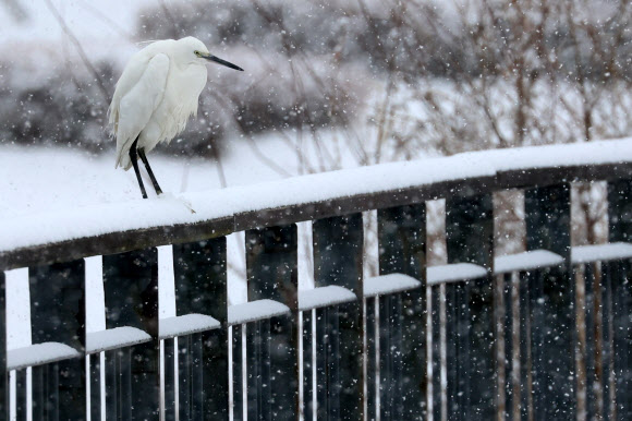 충청 지역 곳곳에 대설주의보가 내려진 24일 세종시 세종호수공원에서 백로 한마리가 눈을 맞으며 난관 위에 앉아 있다.    대설주의보는 24시간 동안 눈이 5㎝ 이상 쌓일 것으로 예측될 때 내려진다. 2026.2.24 연합뉴스
