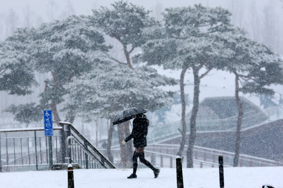 충청 지역 곳곳에 대설주의보가 내려진 24일 세종시 세종호수공원 일대에서 한 시민이 눈을 맞으며 걸어가고 있다.  대설주의보는 24시간 동안 눈이 5㎝ 이상 쌓일 것으로 예측될 때 내려진다. 2026.2.24 연합뉴스