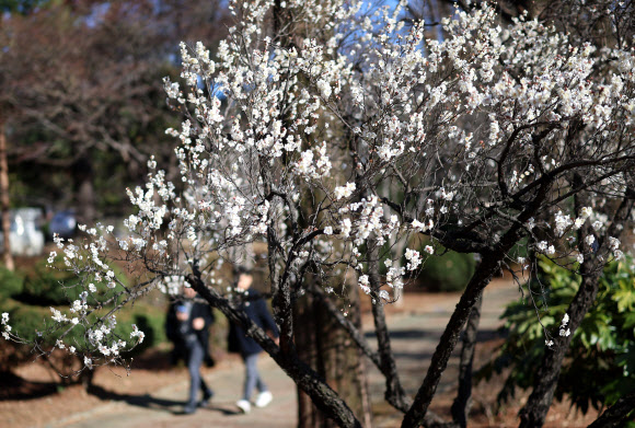 25일 오후 경남 창원시 경남도청 앞 길가에 매화가 펴 시선을 끌고 있다. 2026.2.25 연합뉴스