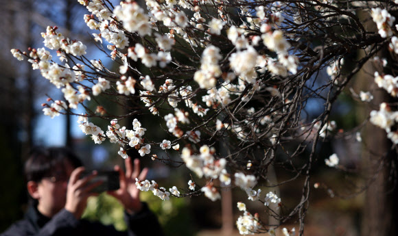 25일 오후 경남 창원시 경남도청 앞 길가에 매화가 펴 시선을 끌고 있다. 2026.2.25 연합뉴스