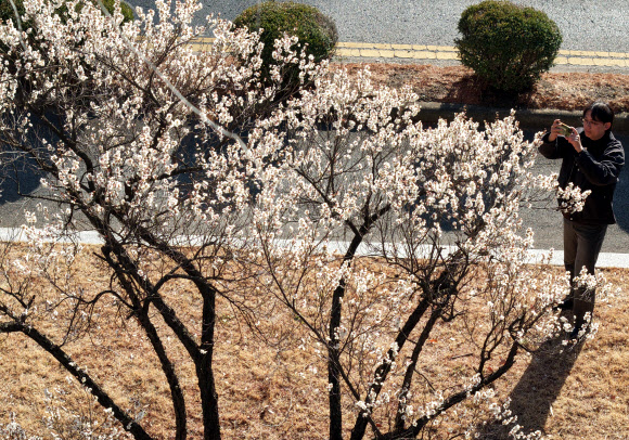 25일 오후 경남 창원시 경남도청 앞 길가에 매화가 펴 시선을 끌고 있다. 2026.2.25 연합뉴스