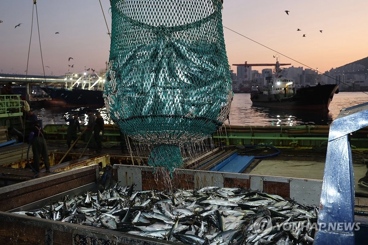 부산서 조업해 잡은 고등어. 연합뉴스 2025.1.2