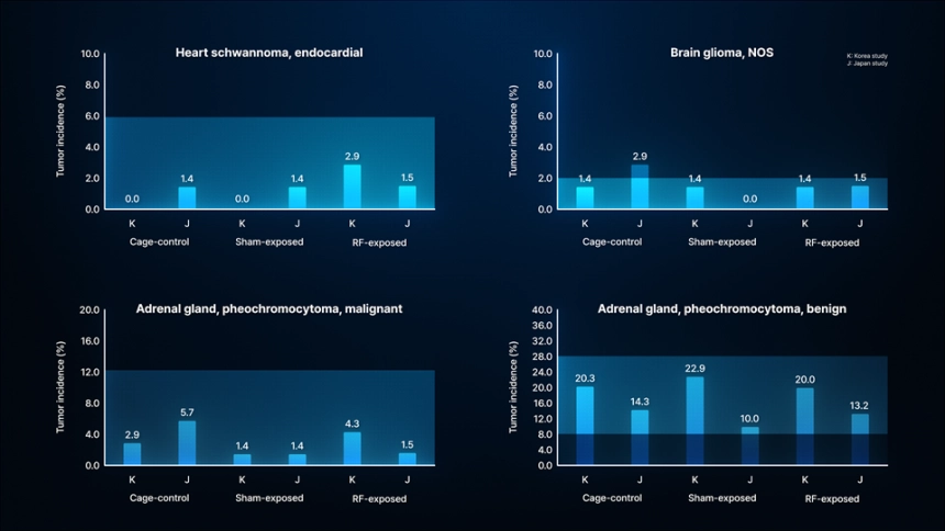 휴대전화 전자파 노출에 따른 심장, 뇌, 부신 암 발생률. ETRI 제공