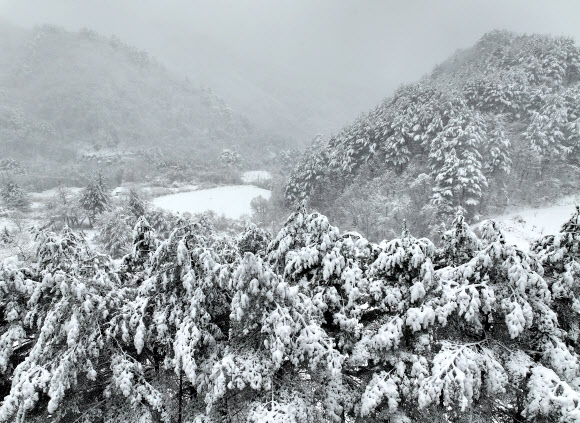 산지와 내륙을 중심으로 폭설이 예보된 2일 강원 양양군 구룡령 옛길에 많은 눈이 쌓여 있다. 2026.3.2 연합뉴스