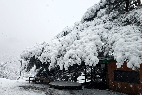 산지와 내륙을 중심으로 폭설이 예보된 2일 강원 양양군 구룡령 옛길에 많은 눈이 쌓여 있다. 2026.3.2 연합뉴스