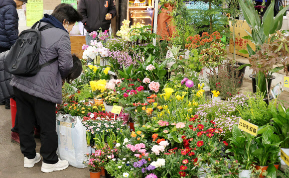 7일 제주시 민속오일시장에서 봄을 맞아 화초 및 수목을 가꾸려는 시민들이 봄꽃을 고르고 있다. 제주에서 가장 큰 규모를 자랑하는 제주민속오일시장은 매달 날짜 끝자리가 2일과 7일인 날에 열린다. 2026.3.7  연합뉴스