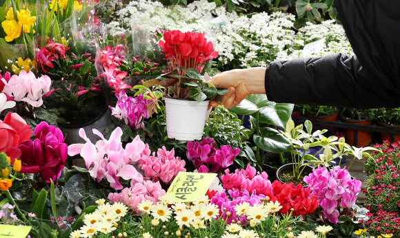 7일 제주시 민속오일시장에서 봄을 맞아 화초 및 수목을 가꾸려는 시민들이 봄꽃을 고르고 있다. 제주에서 가장 큰 규모를 자랑하는 제주민속오일시장은 매달 날짜 끝자리가 2일과 7일인 날에 열린다. 2026.3.7  연합뉴스
